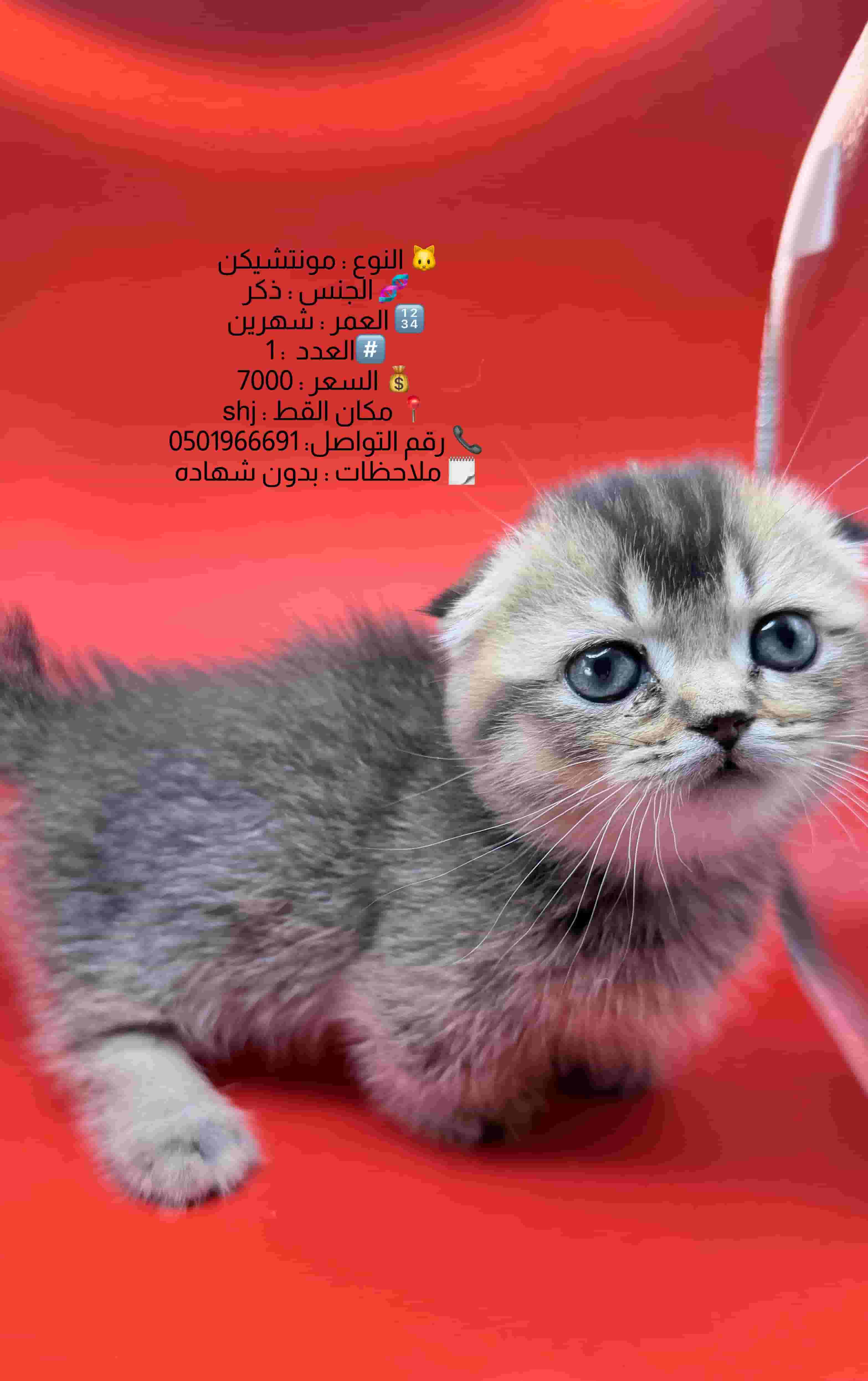 قط مونتشكين قط مونتشكين