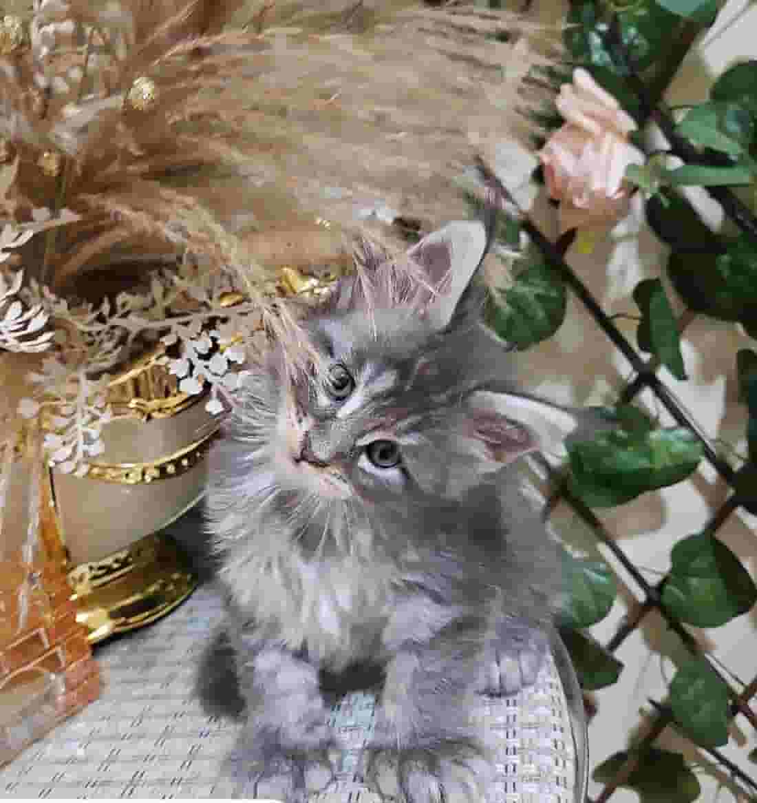 قط للبيع قط للبيع