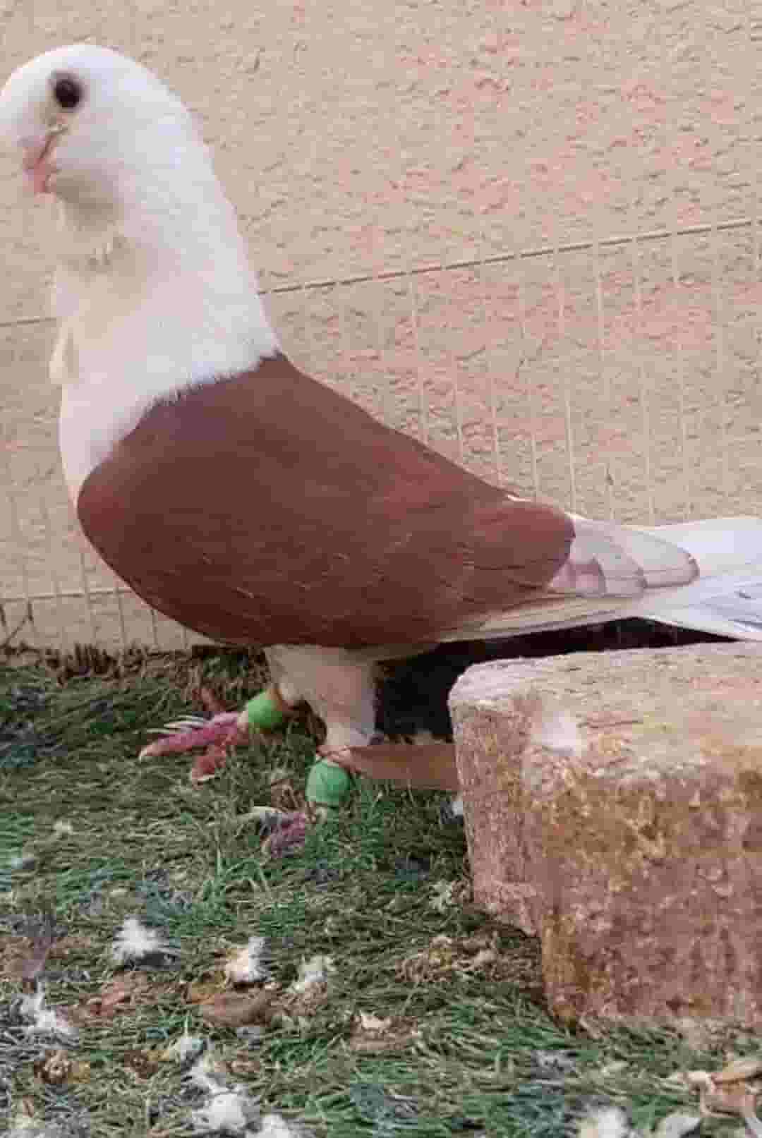 birds for sale birds for sale