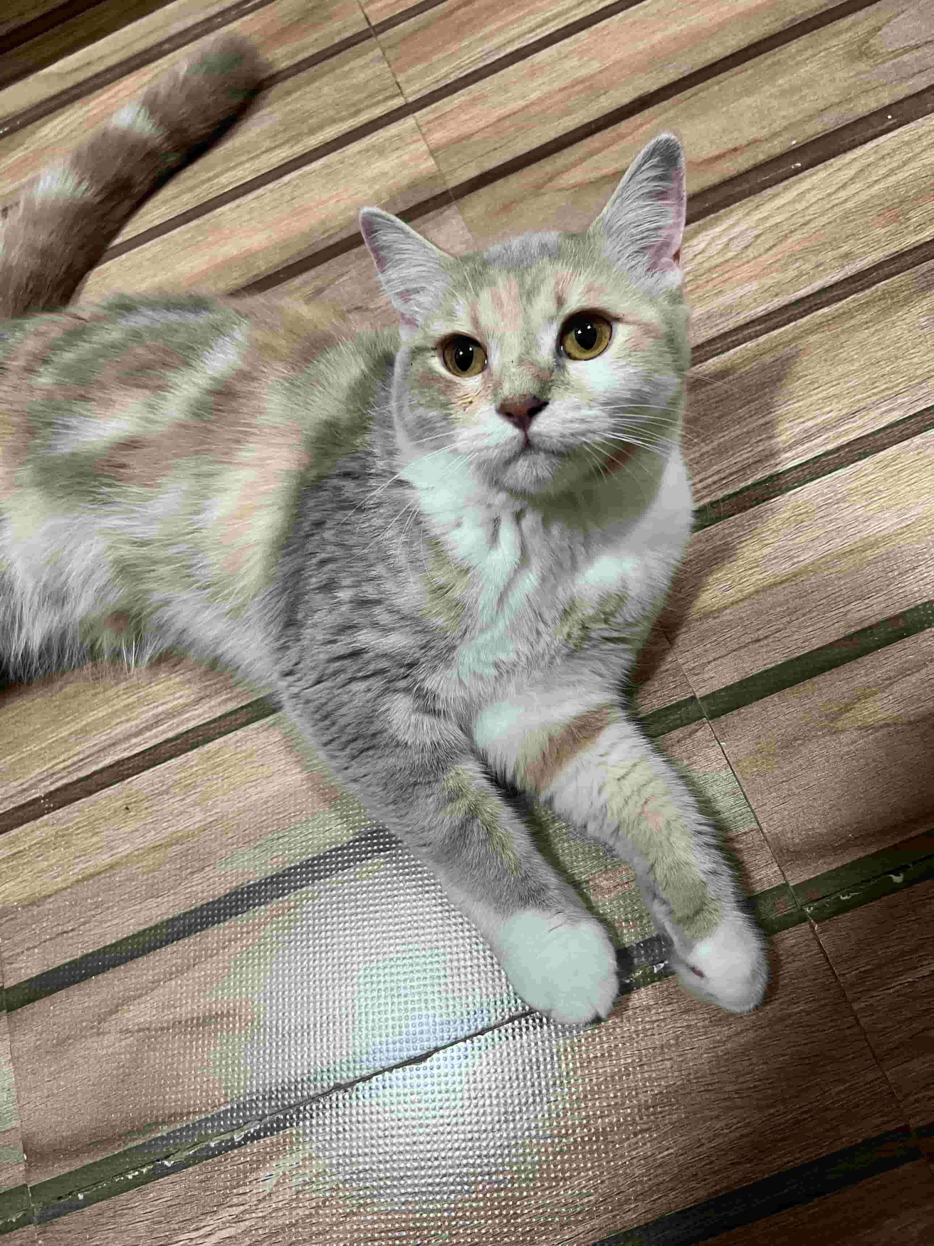 شعر قصير بريطاني شعر قصير بريطاني