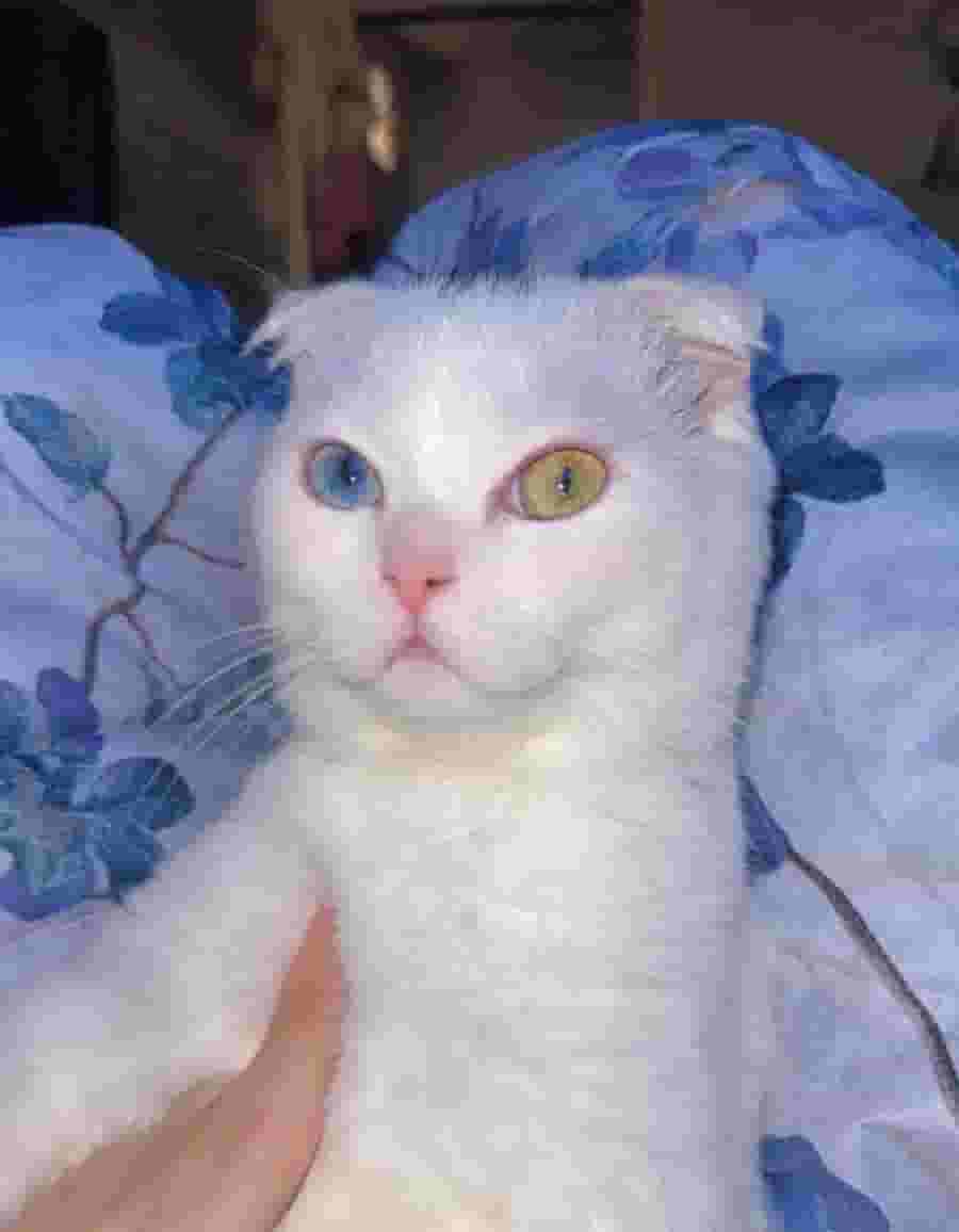 شعر قصير بطيات سكوتش (عيون مزدوجة اللون) شعر قصير بطيات سكوتش (عيون مزدوجة اللون)