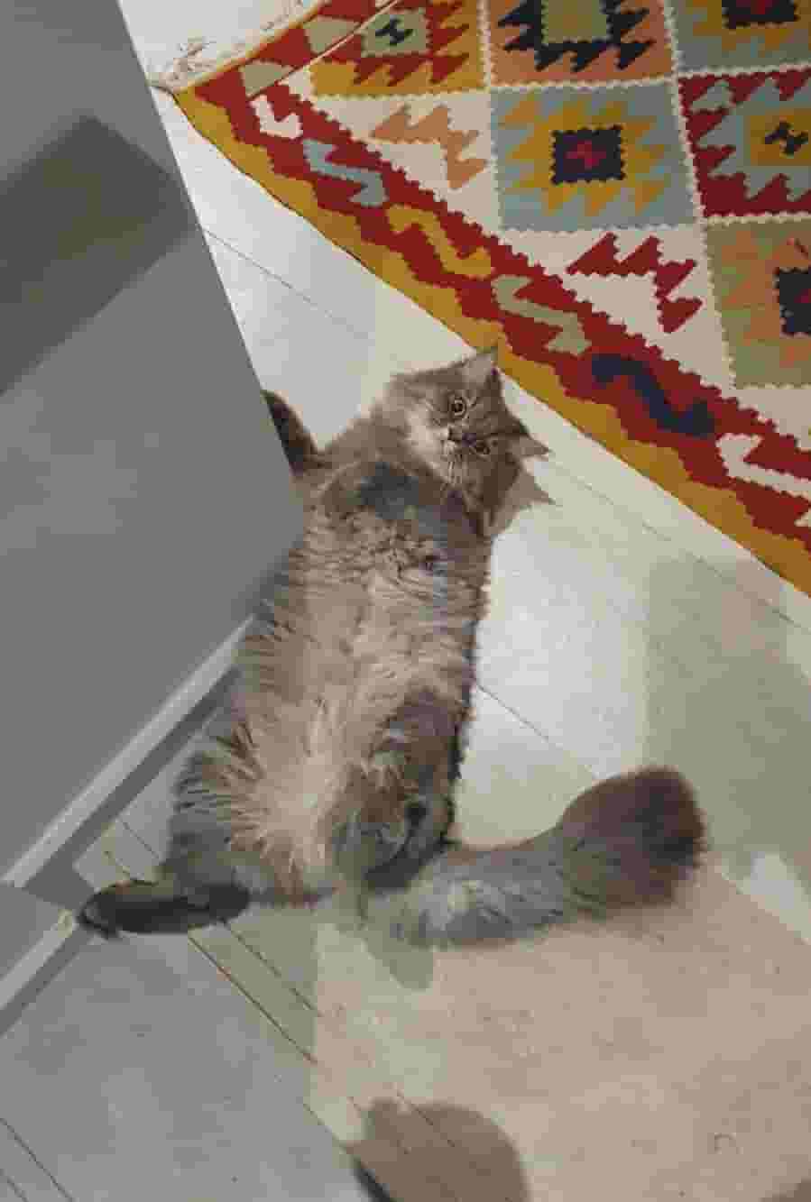 قطة ودودة رائعة قطة ودودة رائعة