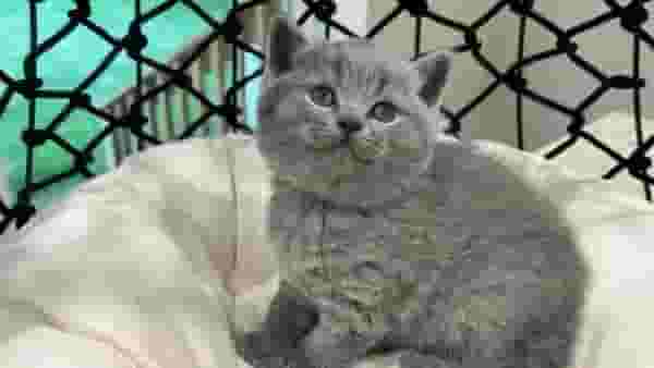 تتوفر القطط البريطانية ذات الشعر القصير تتوفر القطط البريطانية ذات الشعر القصير