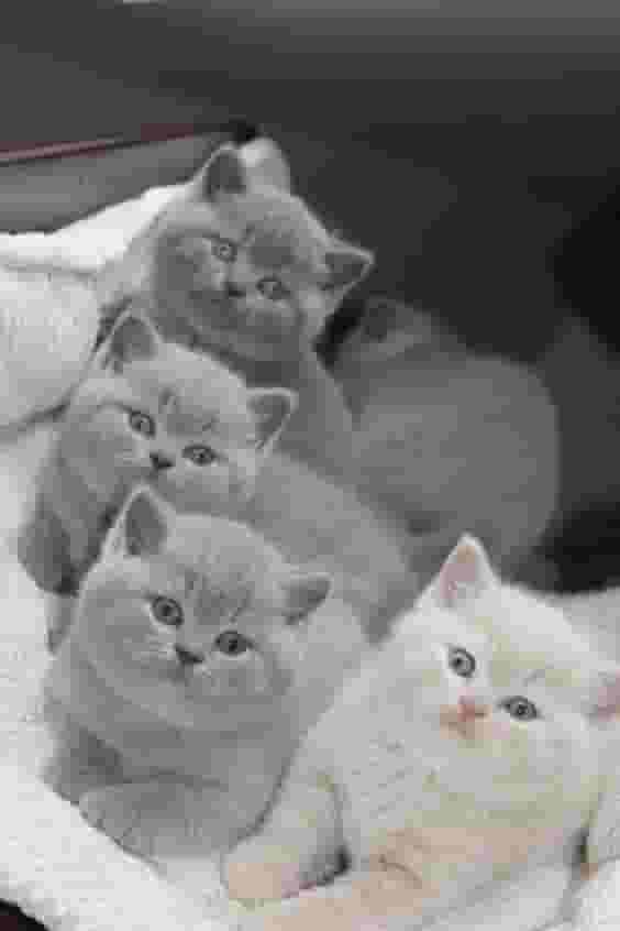 القطط البريطانية الرائعة ذات الشعر القصير القطط البريطانية الرائعة ذات الشعر القصير