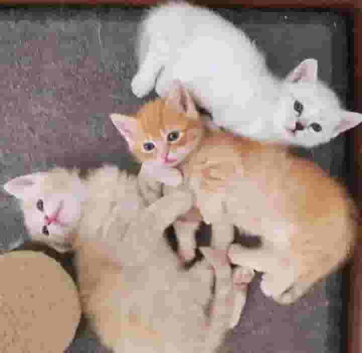 القطط البريطانية ذات الشعر القصير القطط البريطانية ذات الشعر القصير