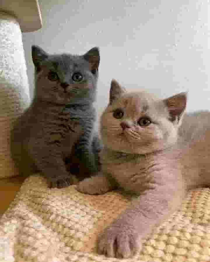 Pure breed British shorthair Pure breed British shorthair