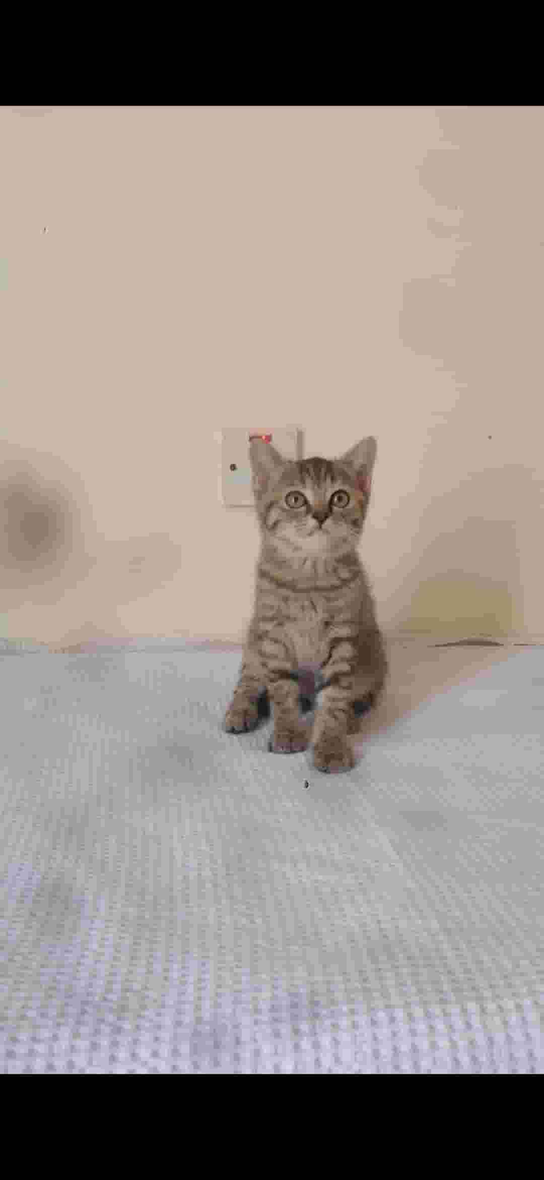 Pure breed kittens Bengal and Scottish Pure breed kittens Bengal and Scottish