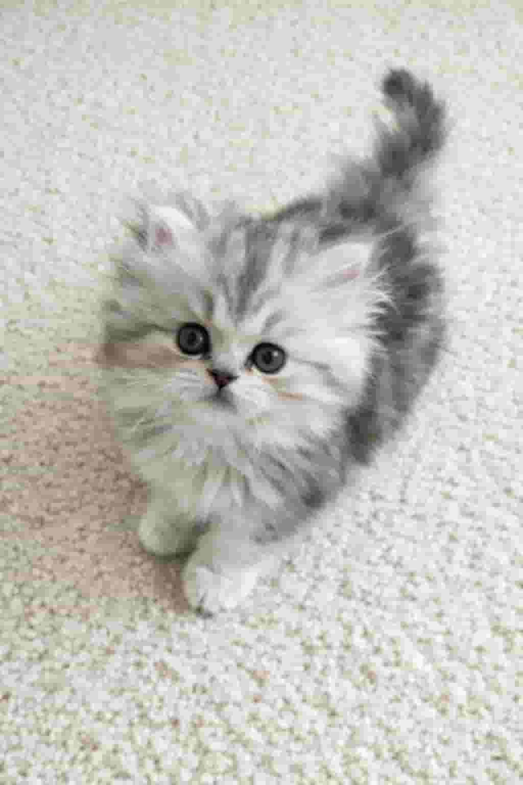 القطط الفارسية القطط الفارسية