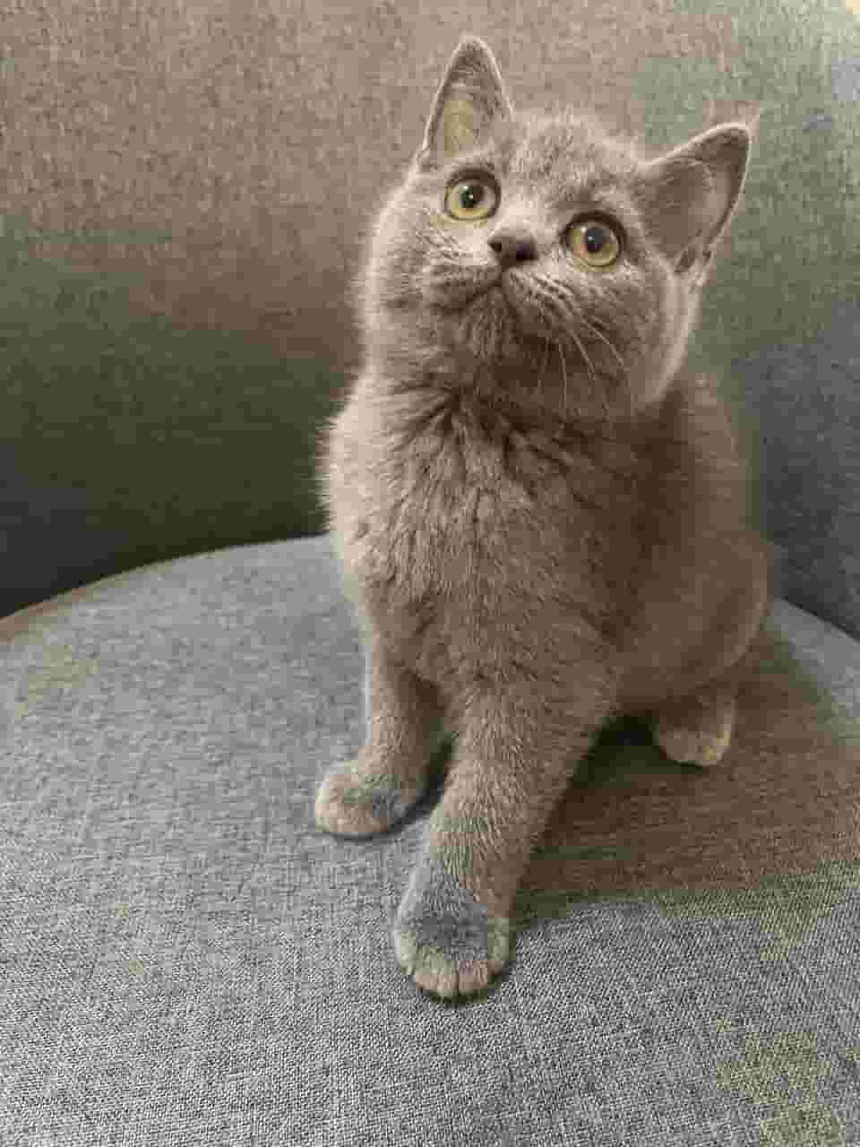 قطه برتش مكس منشيكن قطه برتش مكس منشيكن