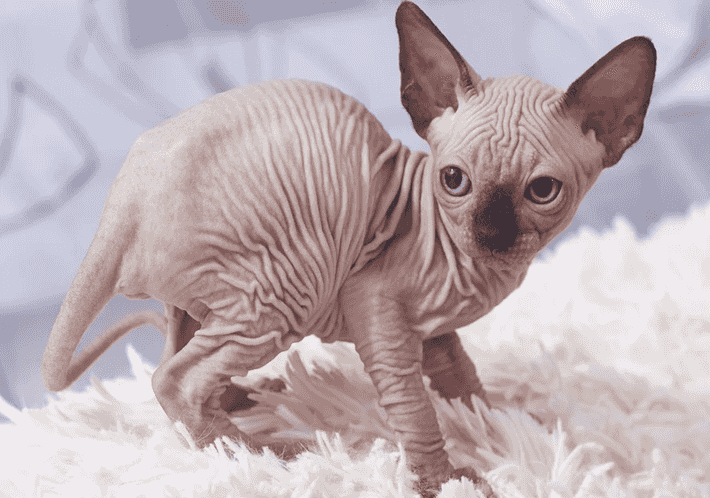 القطط Sphynx متوفرة القطط Sphynx متوفرة