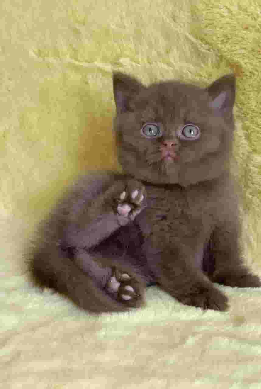 شعر قصير بريطاني شعر قصير بريطاني