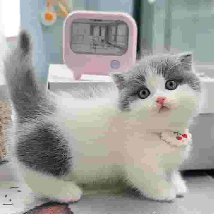 شعر قصير بريطاني للذكور والإناث شعر قصير بريطاني للذكور والإناث