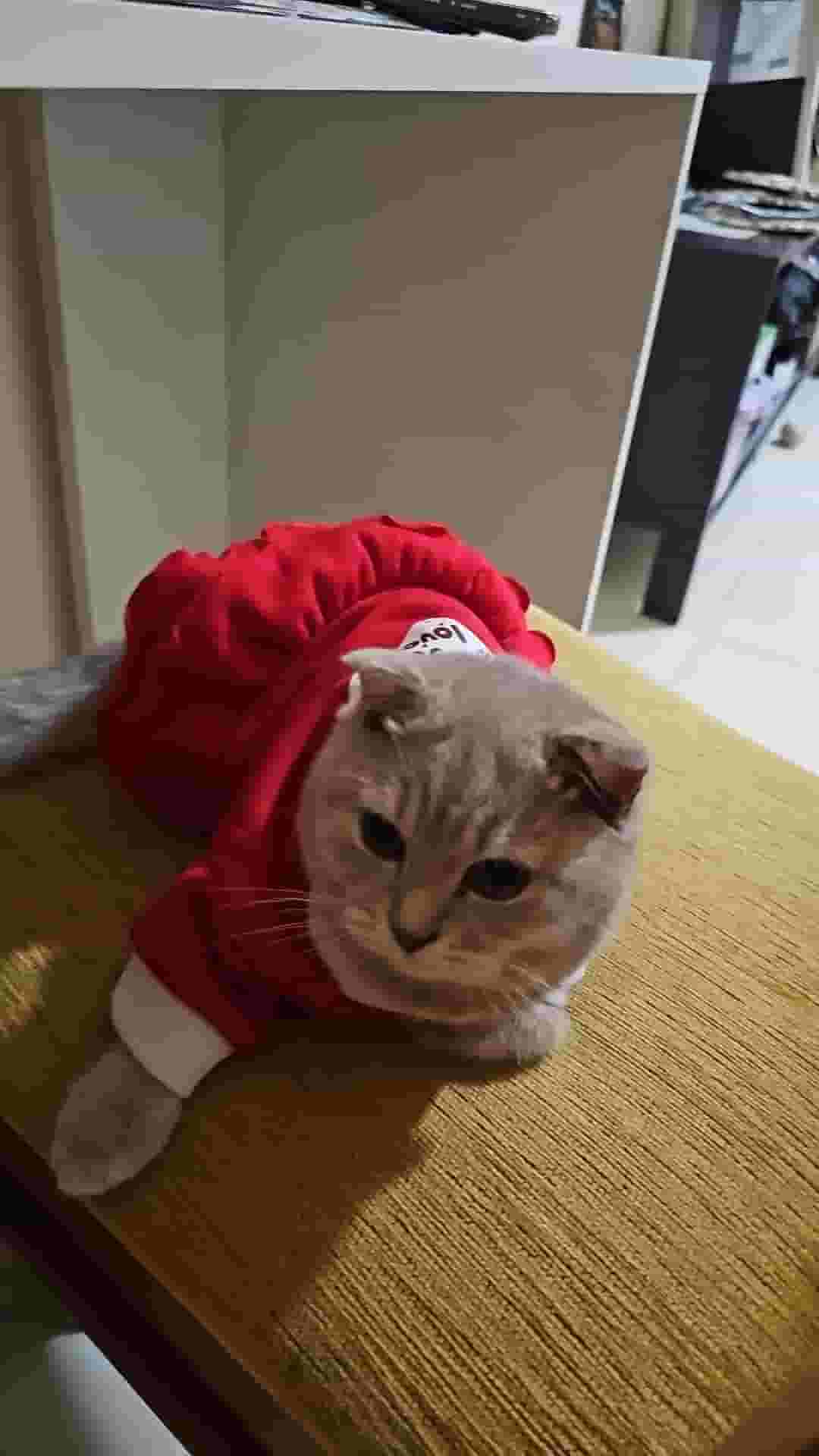 قط اسكتلندي للبيع قط اسكتلندي للبيع