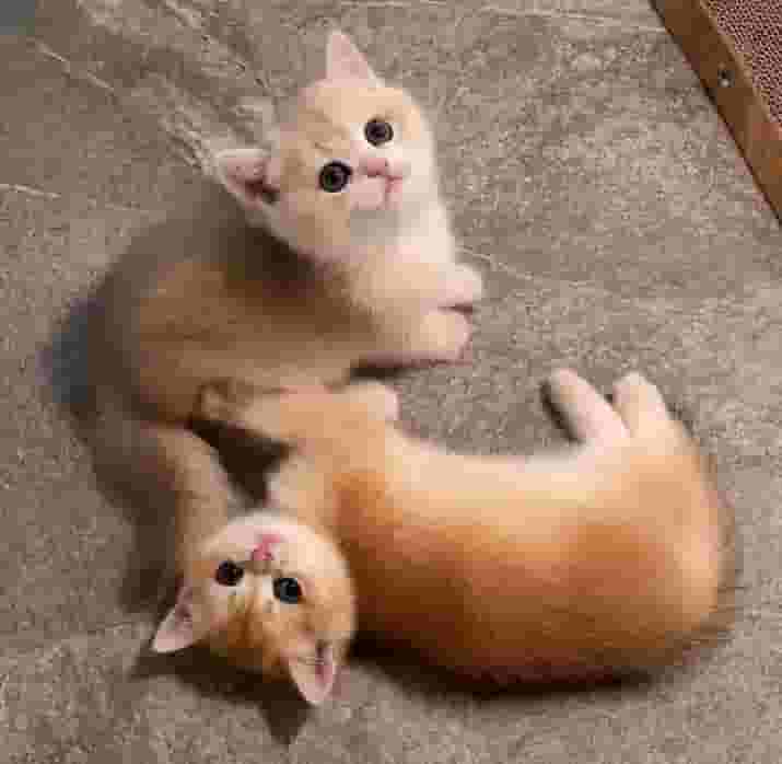 القطط البريطانية ذات الشعر القصير القطط البريطانية ذات الشعر القصير