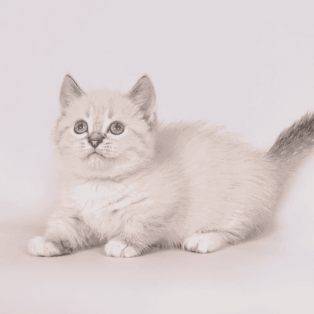 Munchkin Kittens for sale Munchkin Kittens for sale