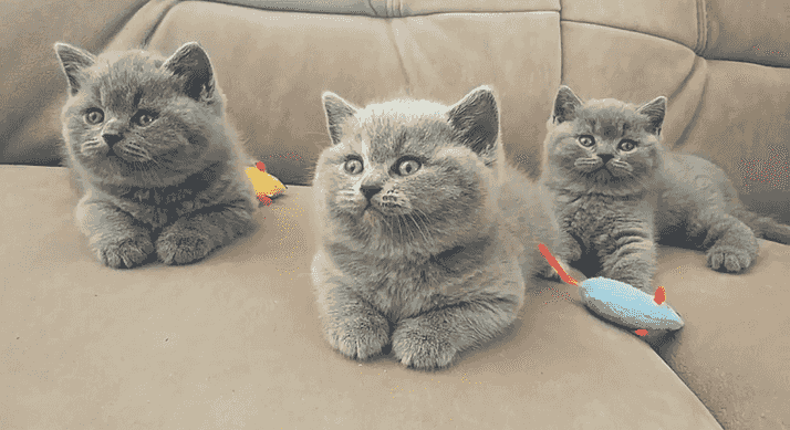 Scottish Fold Kittens for sale Scottish Fold Kittens for sale