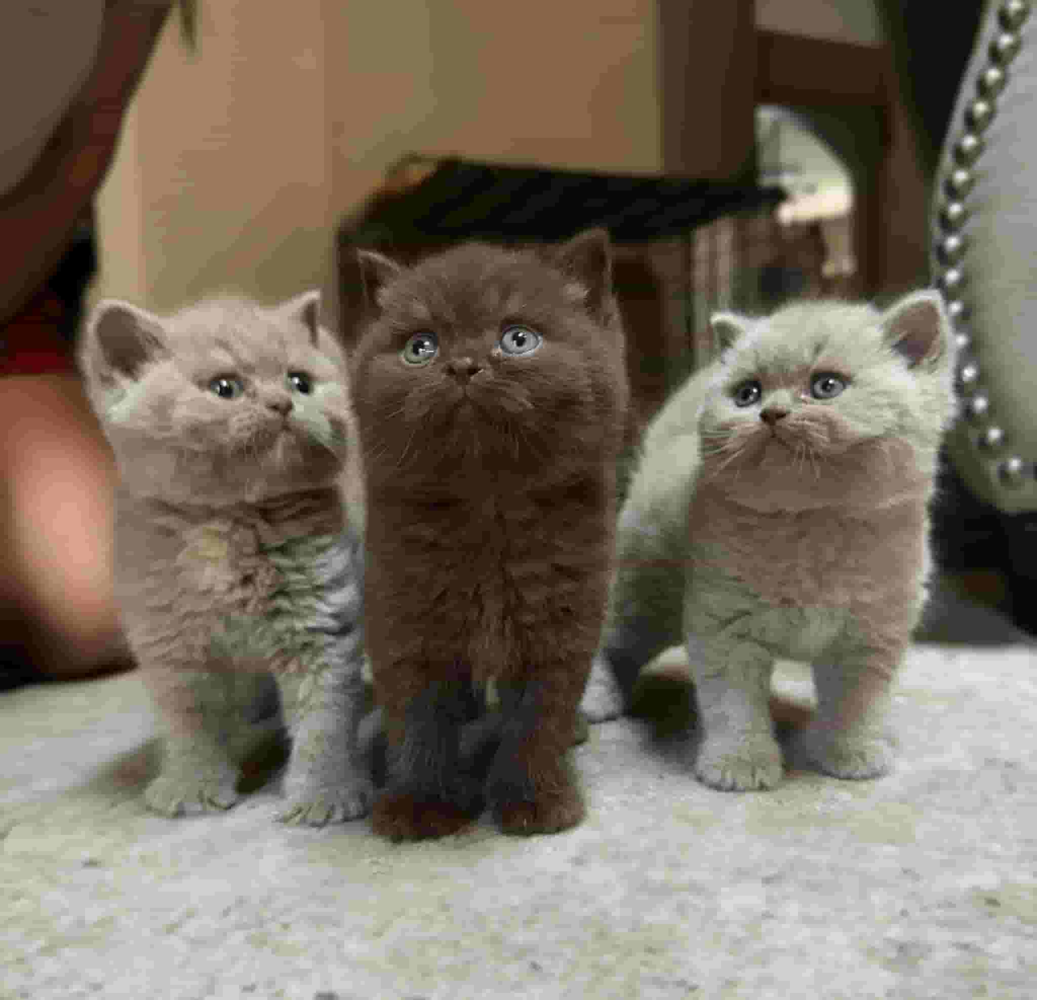 British shorthair kittens British shorthair kittens