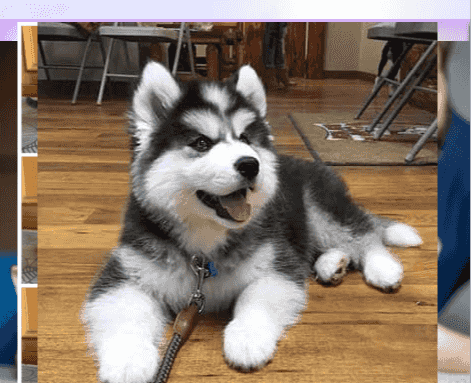 Siberian Husky puppies for sale Siberian Husky puppies for sale