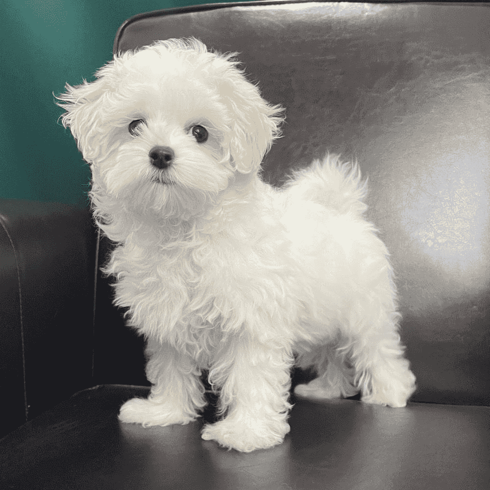 Maltese puppies for sale Maltese puppies for sale