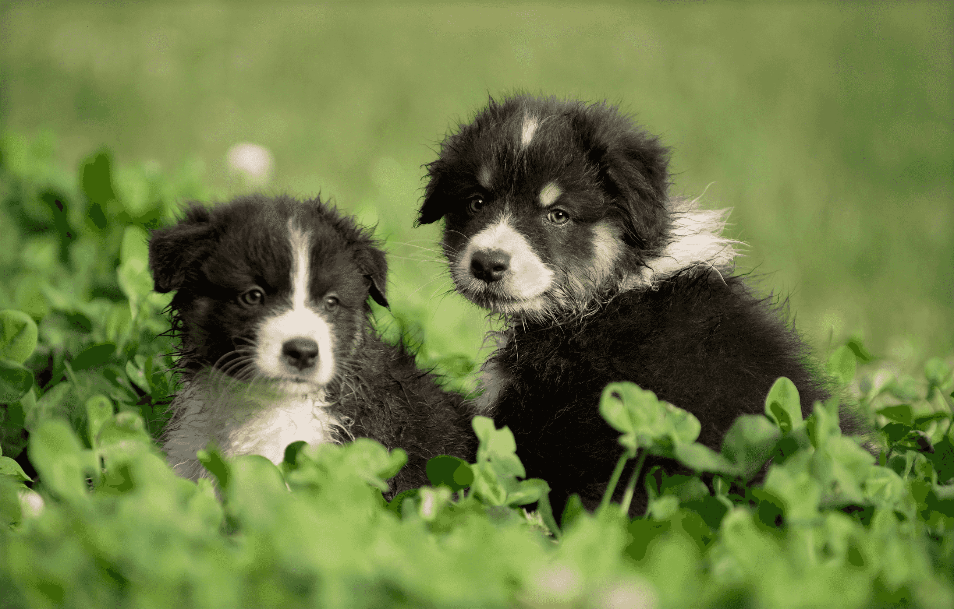 Australian Shepherds for sale Australian Shepherds for sale
