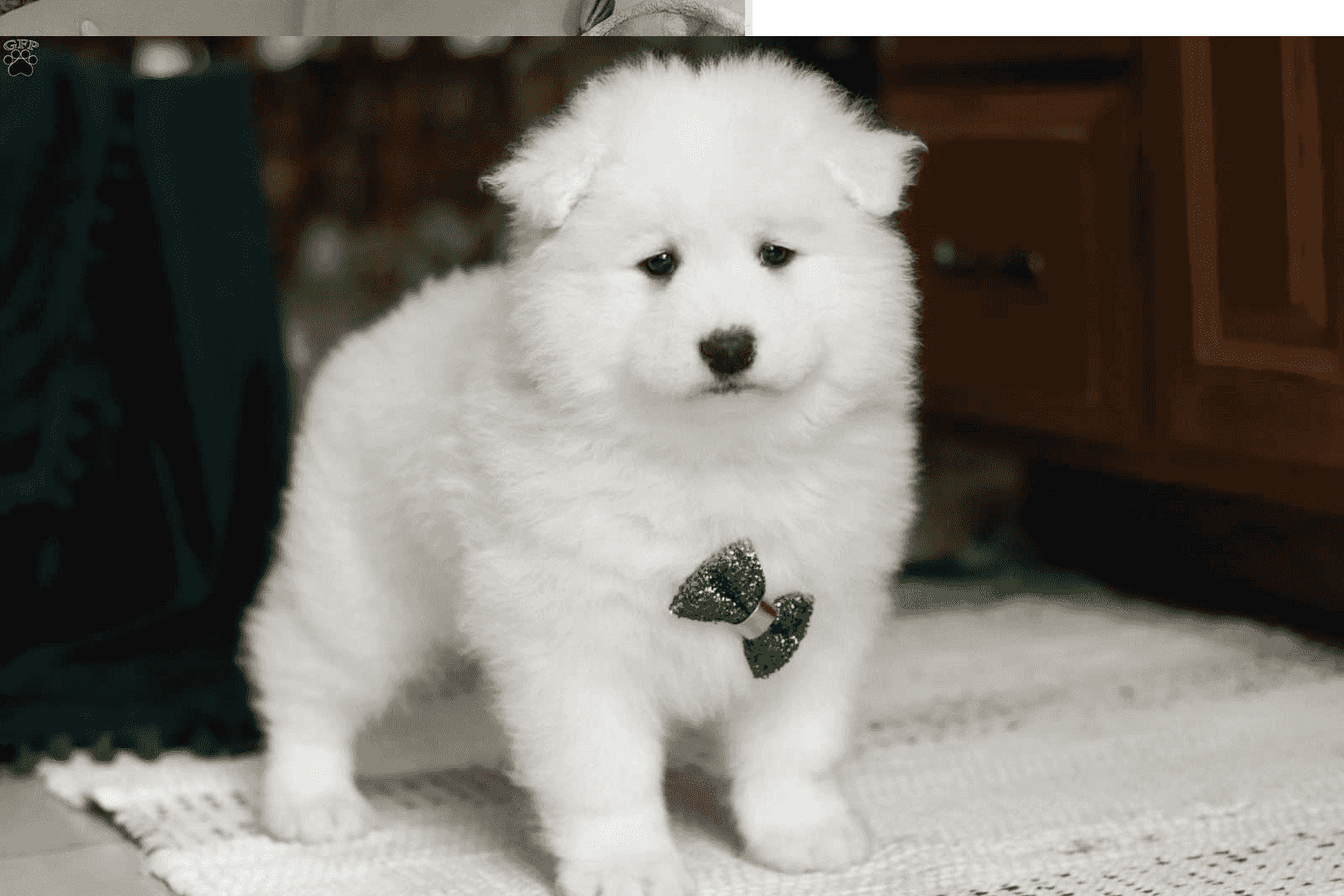 Samoyed Puppies for sale Samoyed Puppies for sale
