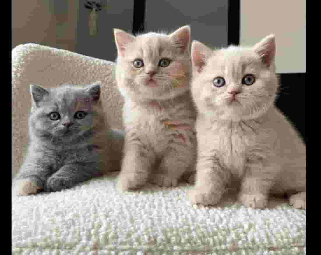 British shorthair kittens British shorthair kittens