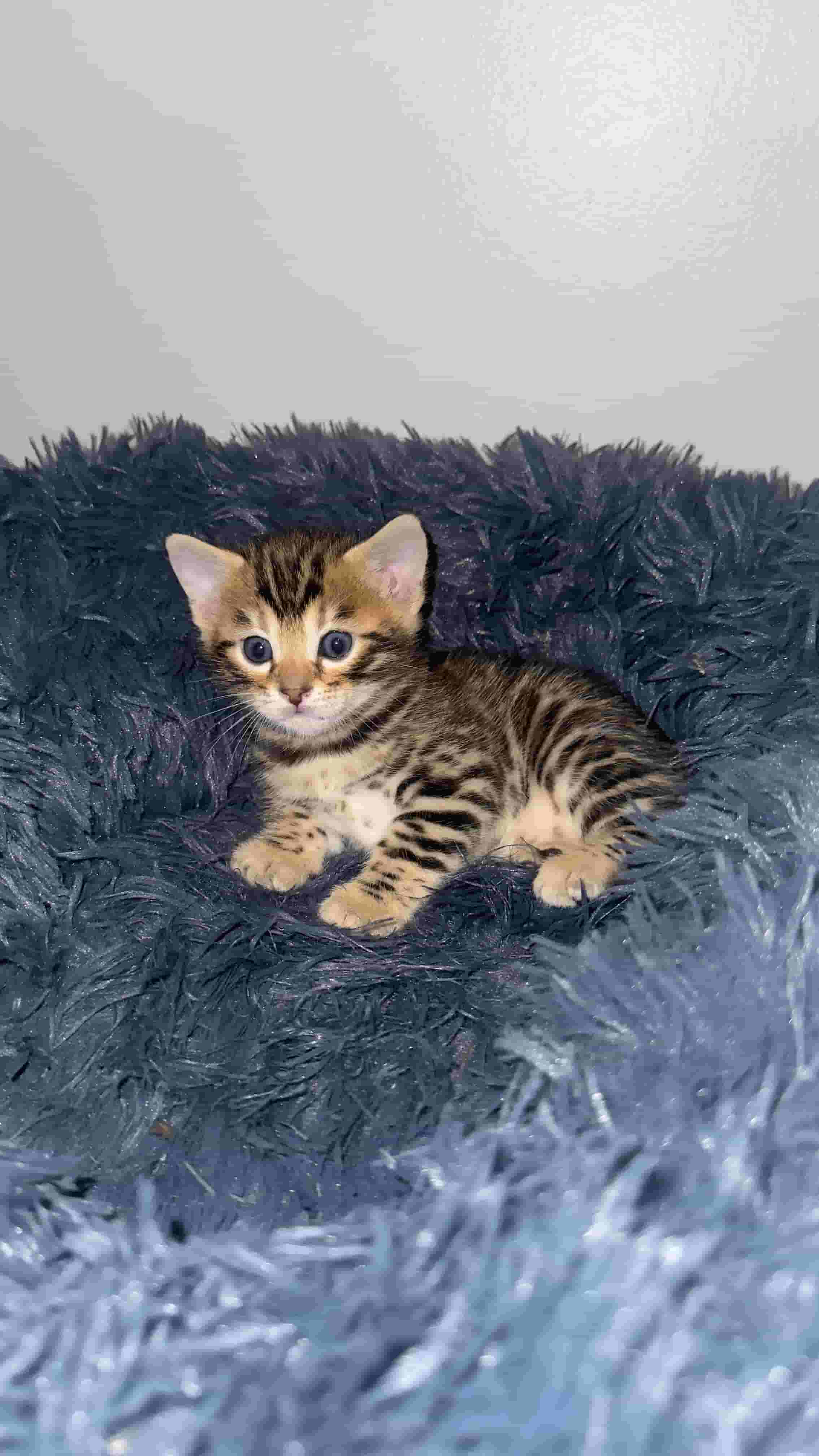 Pure Bengal cats Pure Bengal cats