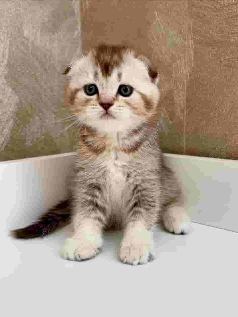 Scottish fold kittens Scottish fold kittens
