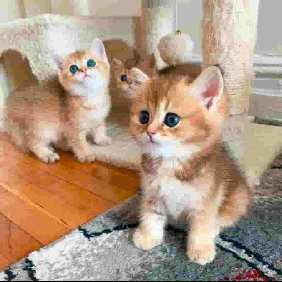 Cute purebred kittens Cute purebred kittens