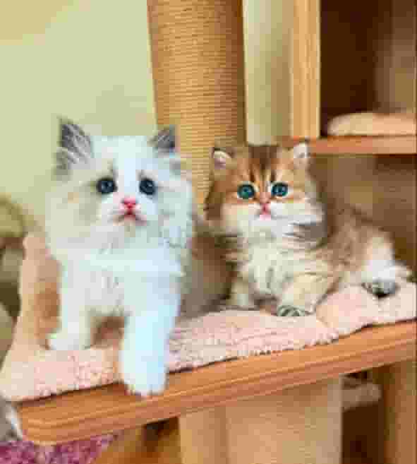 Purebred kittens Purebred kittens