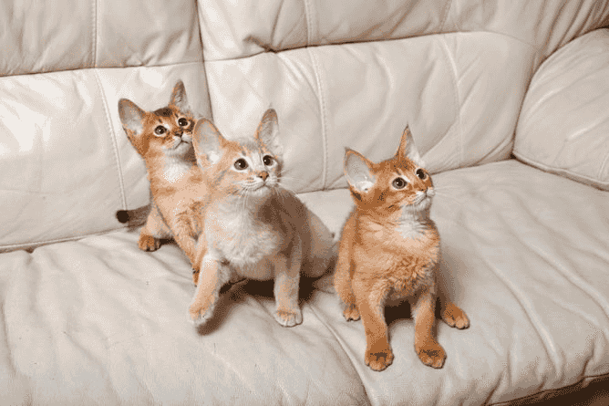 Abyssinian kittens Abyssinian kittens