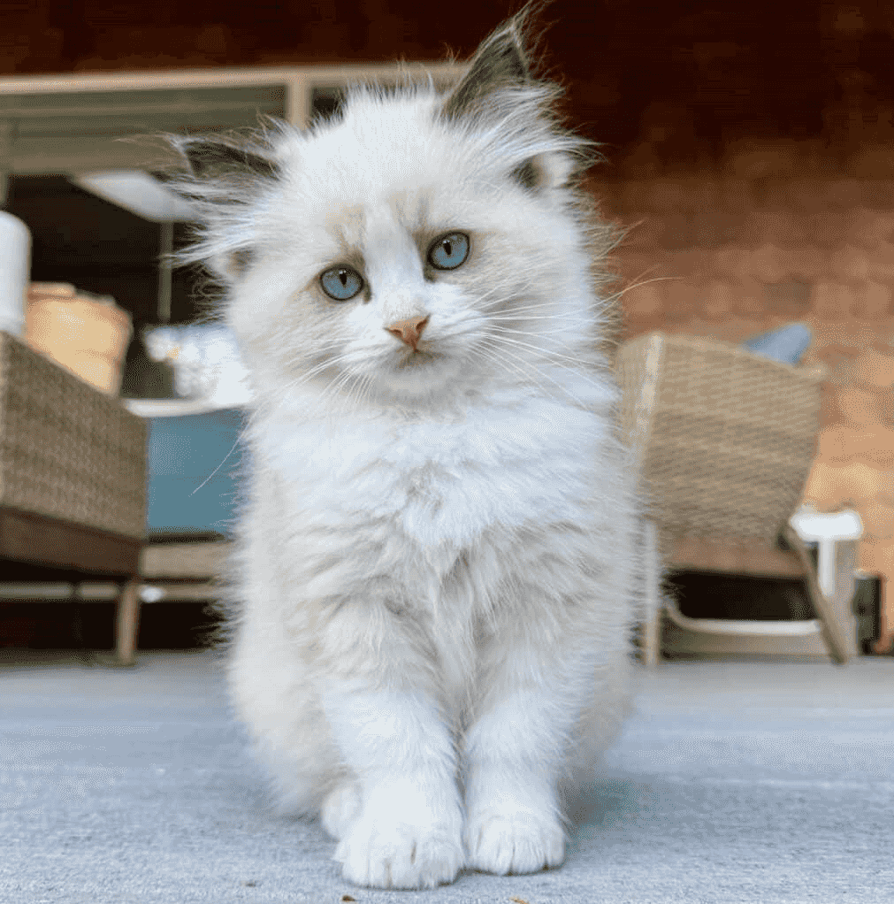 Sweet Ragdoll Kittens for sale Sweet Ragdoll Kittens for sale