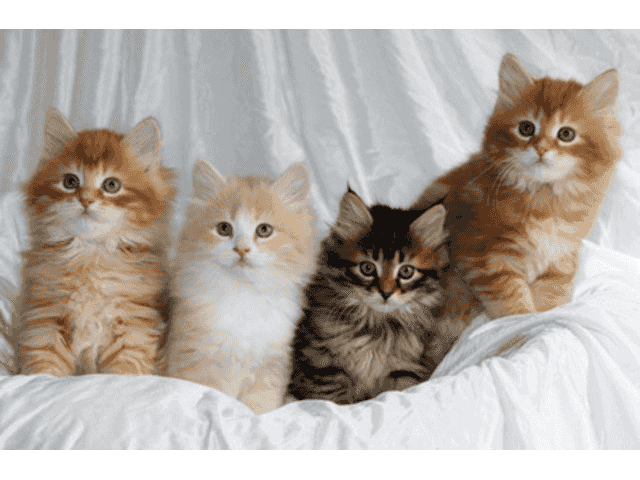 Siberian Kittens for Sale Siberian Kittens for Sale