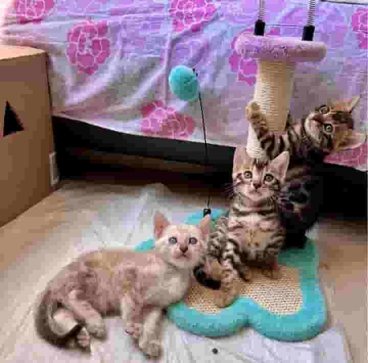 القطط البنغالية متوفرة القطط البنغالية متوفرة