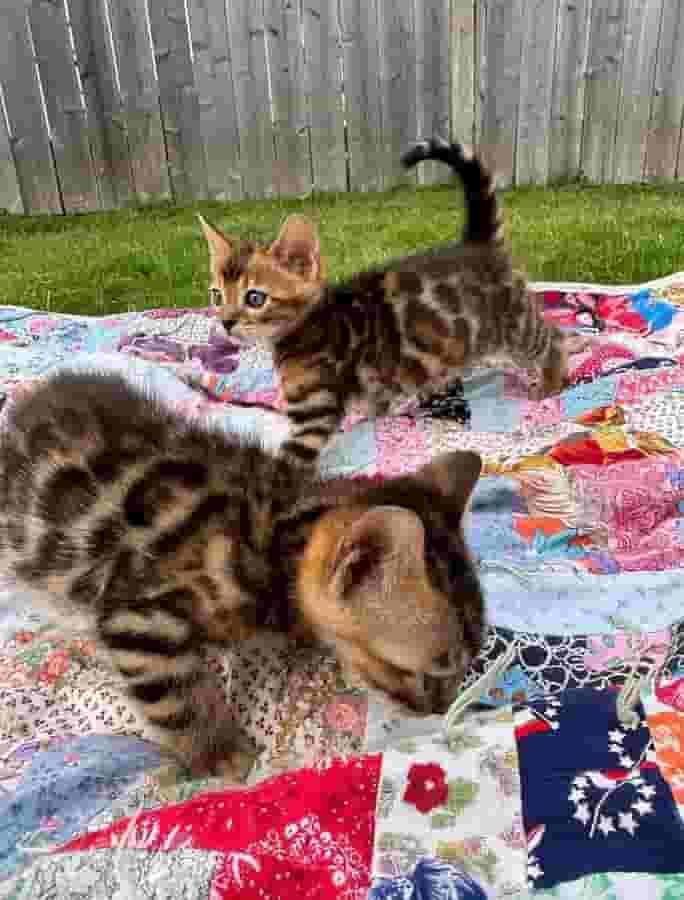 قطط البنغال للتبني قطط البنغال للتبني