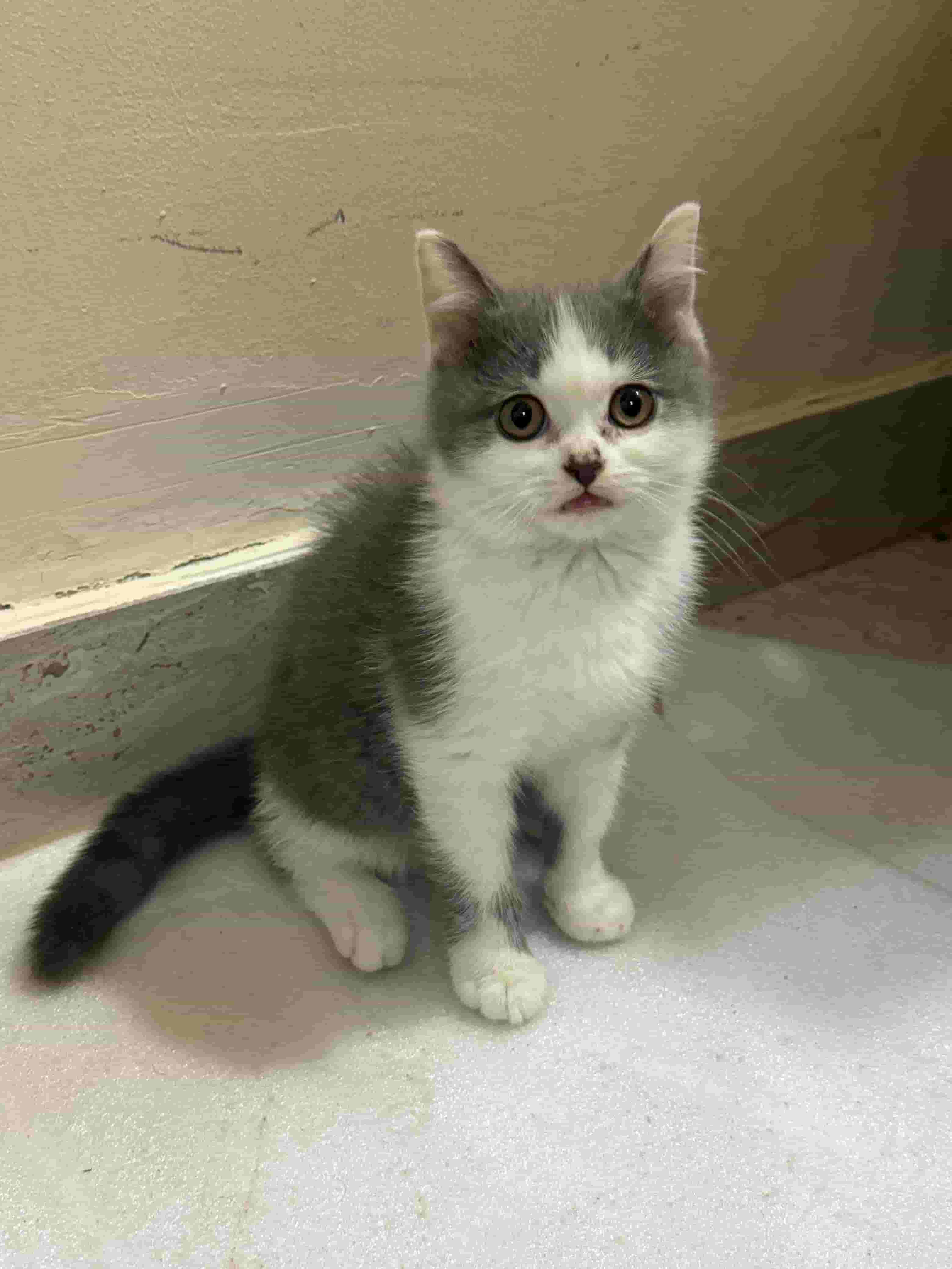 قطط مكس للبيع قطط مكس للبيع