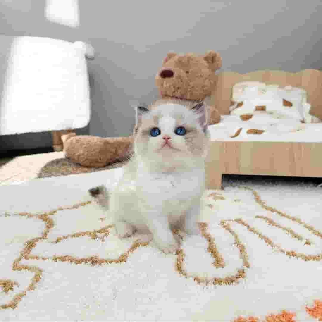 قطط رادول قطط رادول