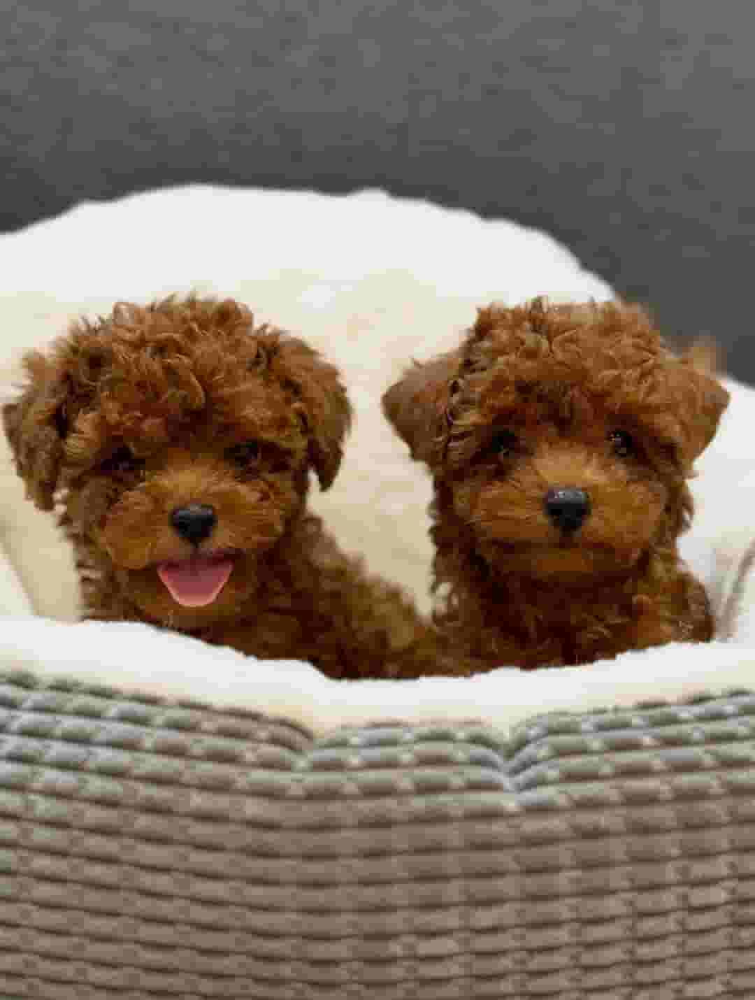 Toy poodles puppies Toy poodles puppies