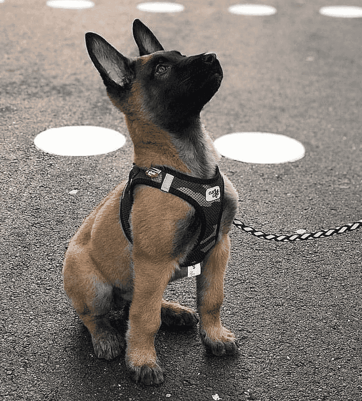 Belgian Malinois Puppies for sale Belgian Malinois Puppies for sale