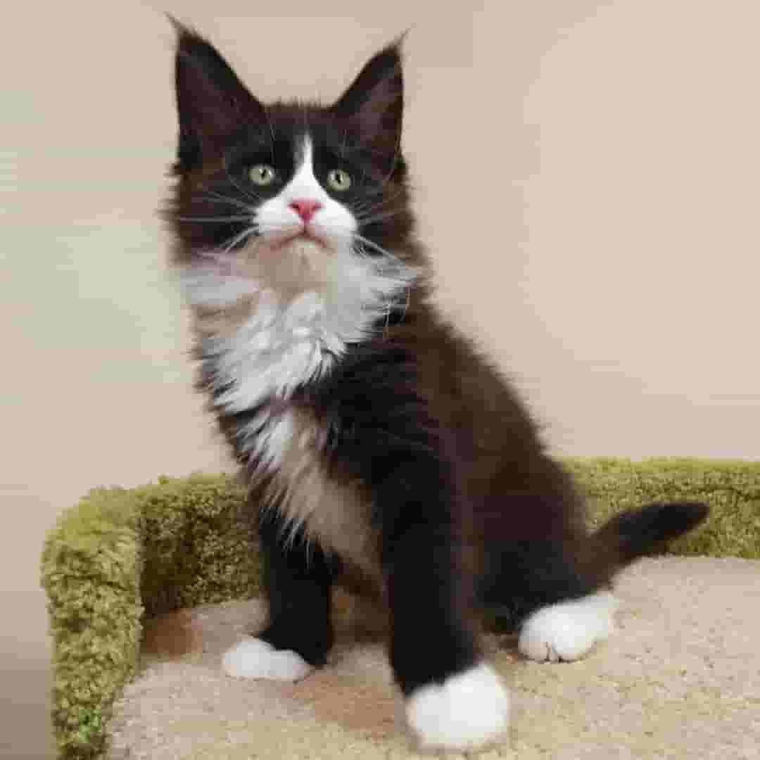 Mainecoon Kittens For Forever Adoption Mainecoon Kittens For Forever Adoption