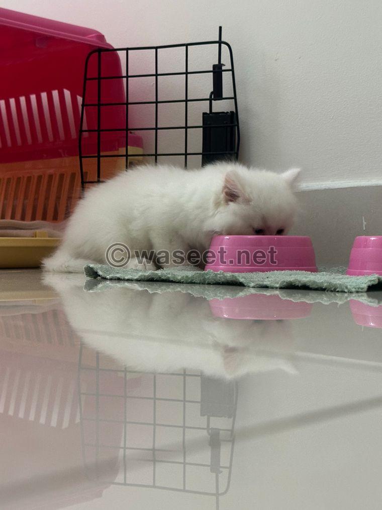 Two-month-old Persian cat 10