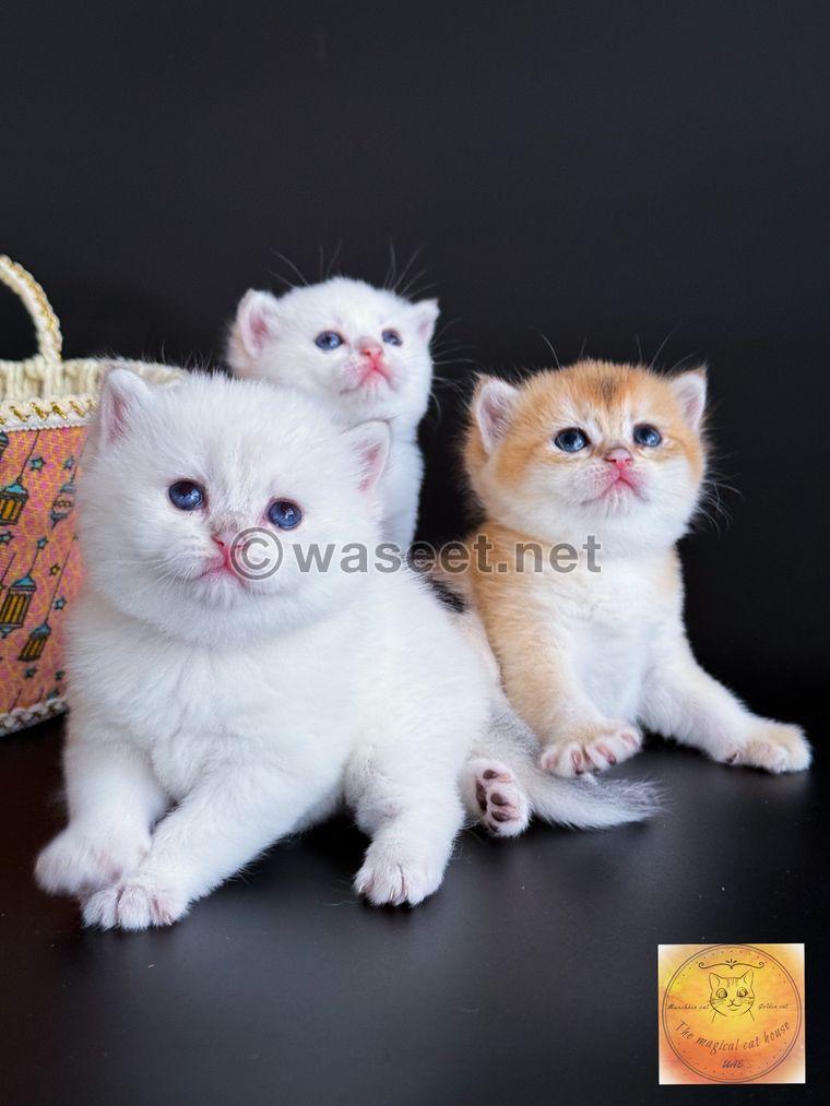 Original cats for which we issue a pedigree certificate  6