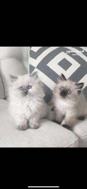 Ragdoll kittens for free adoption 