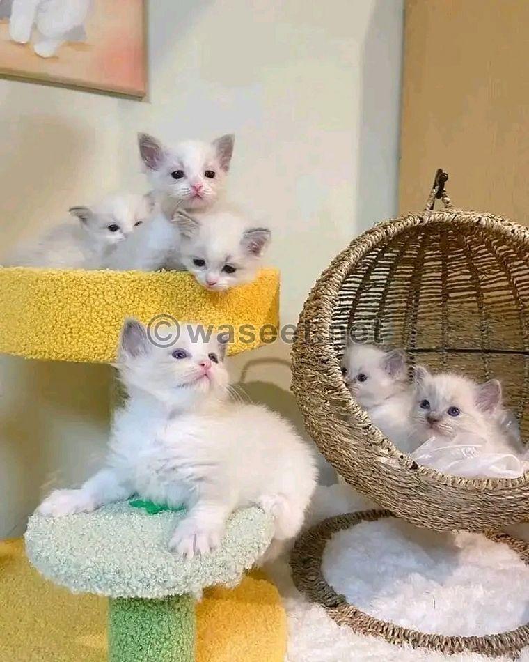 Adorable and Cute Ragdolls Kittens  0