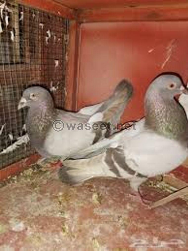 A white or silver Pigeons is required  1