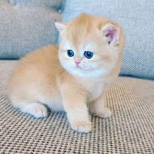 Persian kitten registered 