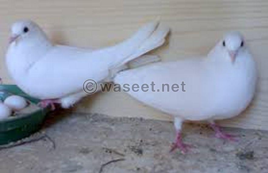 A white or silver Pigeons is required  0