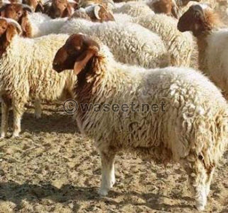Naeem sheep for sale 0