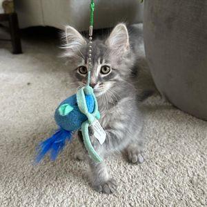 ADORABLE MIX MAINE COON KITTENS FOR ADOPTION