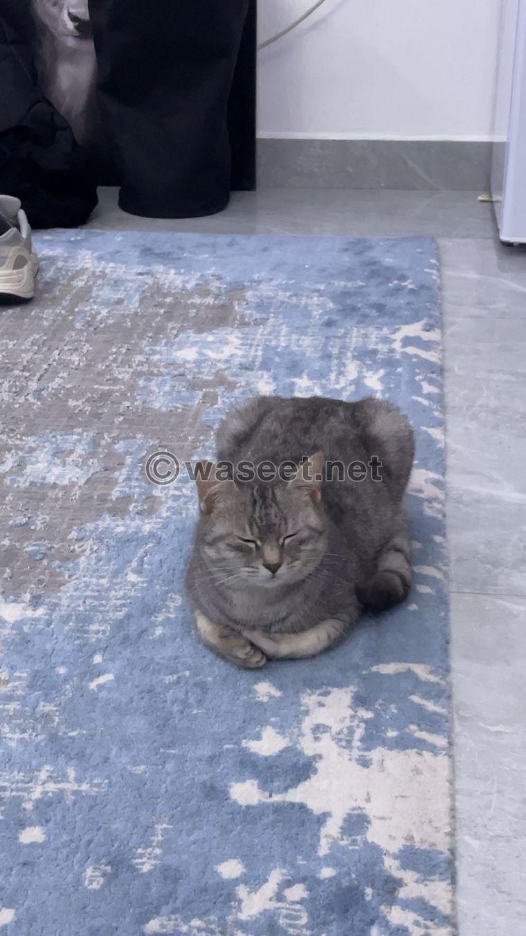 Cat for sale in Al Ain 2